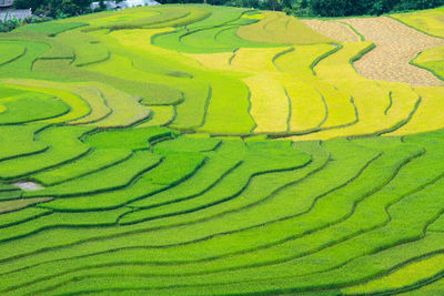 Full frame shot of rice paddy