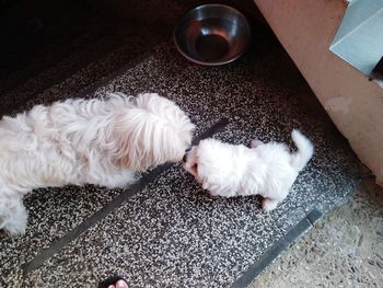 High angle view of dog lying on rug