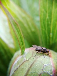 Close-up of insect on leaf