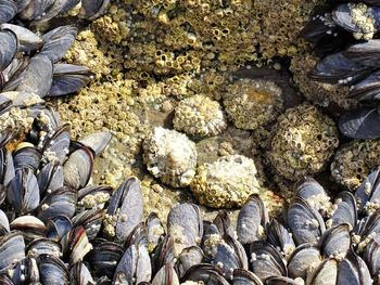 High angle view of seashells on beach