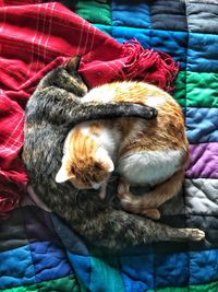 High angle view of cats sleeping on bed