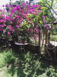 Pink flowers blooming in park