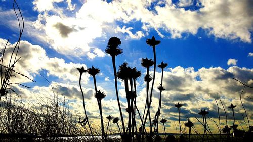 Low angle view of silhouette flowers against sky during sunset