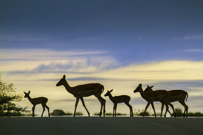 Horses on land against sky during sunset