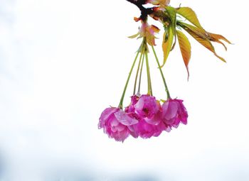 Close-up of pink flowers