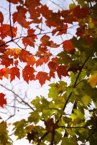 Low angle view of trees