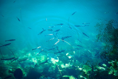 Fish swimming in sea