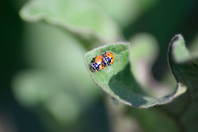 Close-up of ladybug on leaf