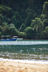 Scenic view of river amidst trees in forest