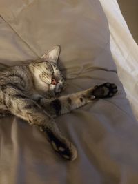 High angle view of cat sleeping on bed