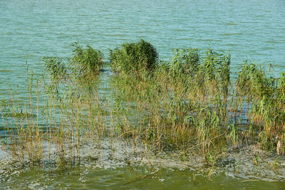 Scenic view of lake