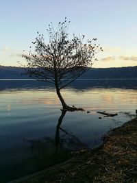 Reflection of bare trees in water at sunset