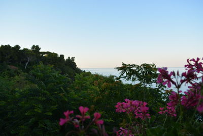 Pink flowering plants by sea against clear sky