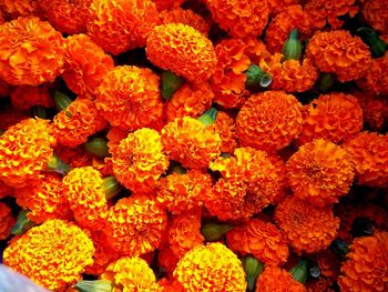 Full frame shot of orange flowers