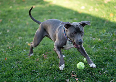 Dog running in field