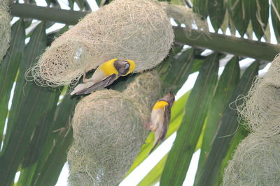 Close-up of birds perching on nest