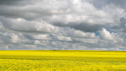 Scenic view of oilseed rape field against sky