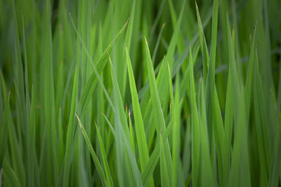 Full frame shot of crops growing on field