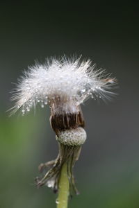 Close-up of dandelion against white background