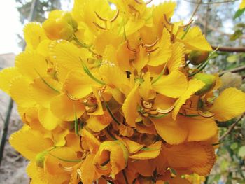 Close-up of yellow flower