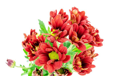 Close-up of pink flowers against white background