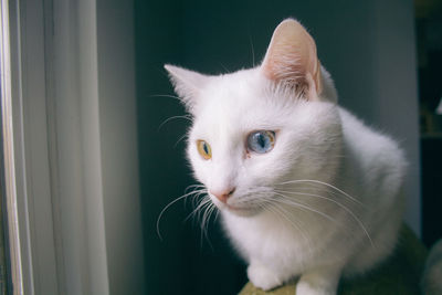 Close-up of a cat