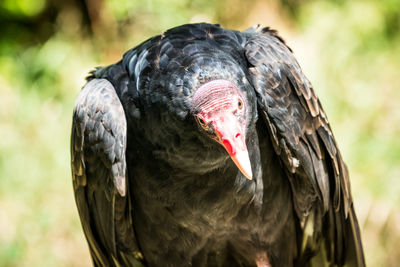 Close-up of eagle