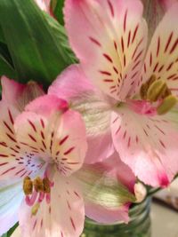 Close-up of pink flower blooming outdoors