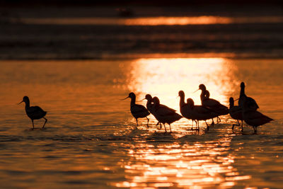 Flock of seagulls on beach