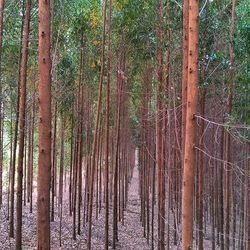 Trees in forest