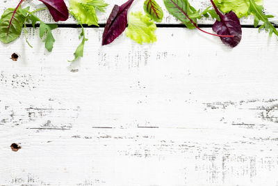 High angle view of white flowers on table