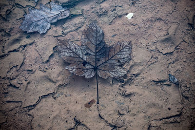 High angle view of dry leaves on field