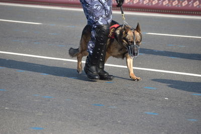 Low section of man with dog walking on road