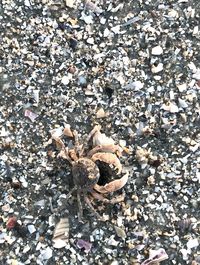 High angle view of shells on beach