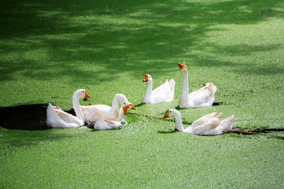 Geese swimming in pond