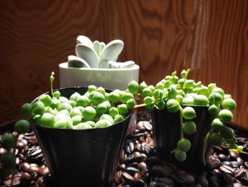 Close-up of succulent plant in pot