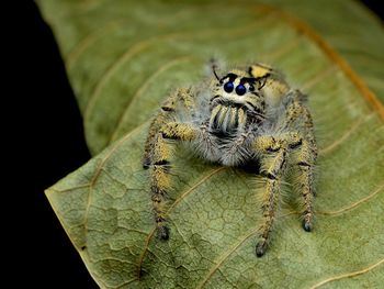 Close-up of insect