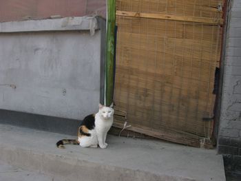 Cat sitting outdoors