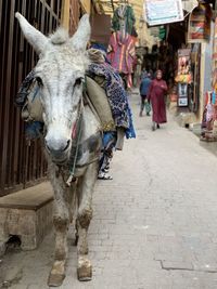 Donkey cart on street in fez city