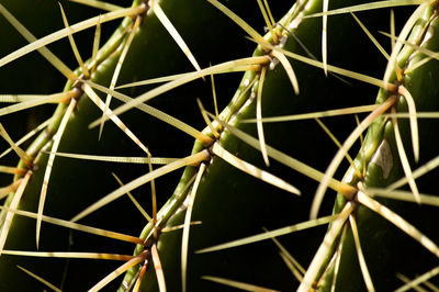 Close-up of cactus plant