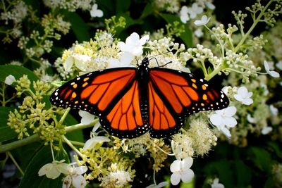 Close-up of butterfly pollinating on flower