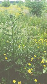 Yellow flowers growing on field