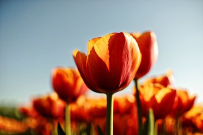 Close-up of orange tulips