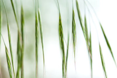 Close-up of fresh green grass against white background