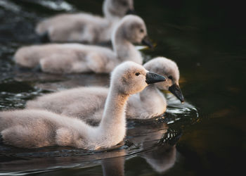 Swan swimming in lake