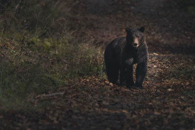 Beware the grizzly bear