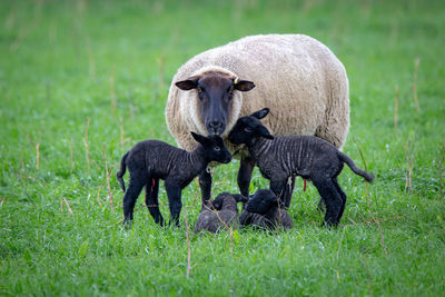 View of an animal on field