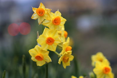 Close-up of yellow flowering plant