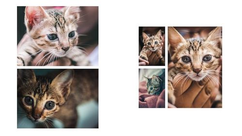 Portrait of cat