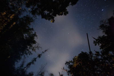 Low angle view of trees against sky at night